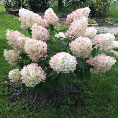 Гортензия метельчатая Фантом (С7,5)			