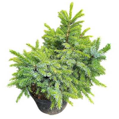 Ель серб. Нана С20/40-60