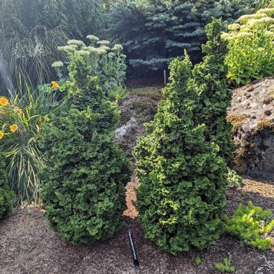 Горшечные растения Туя западная Примо 18/20