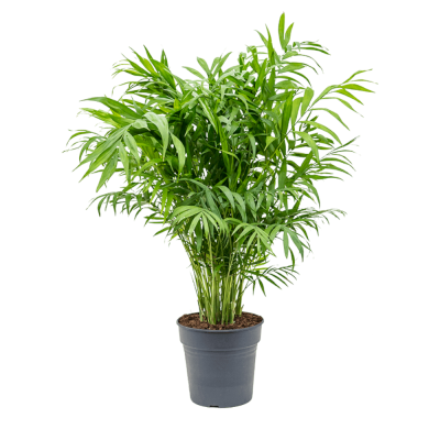 Пальма Хамедорея 15/55