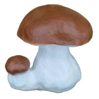 Гриб-боровик средний двойной