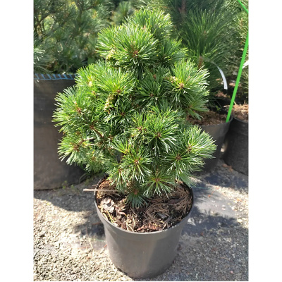 Сосна обык. Frensham с5 20-35