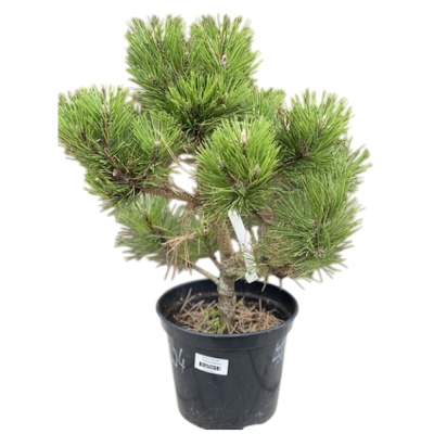 Сосна чер. Hornibrookiana с12 Ра60-80