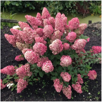 Гортензия мет. Сандей Фрайс С3/30-50