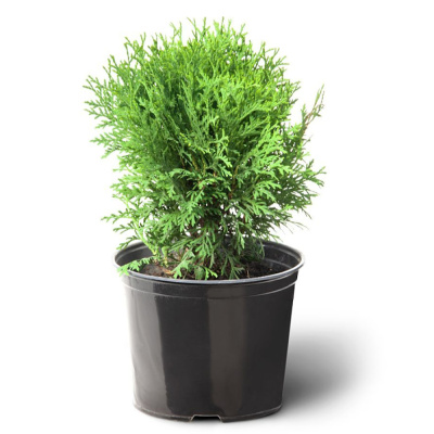 Туя западная Tiny Tim C2