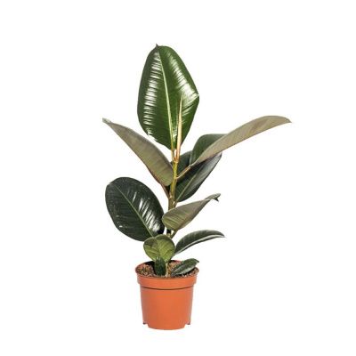 Фикус Робуста 12/40