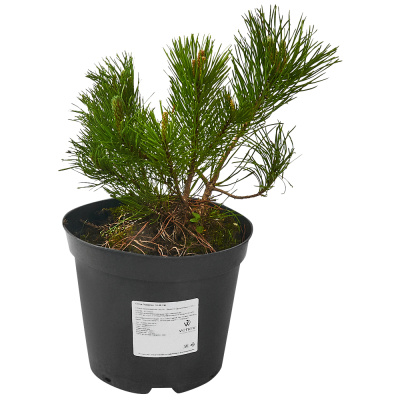 Сосна гор.Пумилио С3/20-30