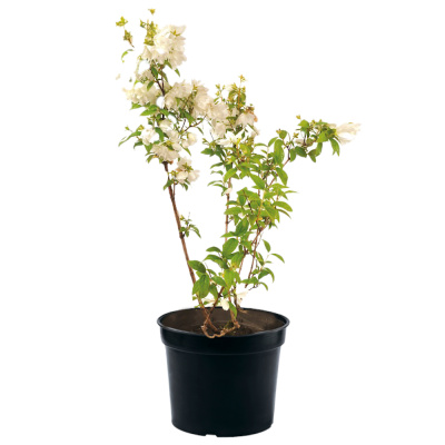 Жасмин садовый (Чубушник) Воздушный десант (Земляничный) (С2)