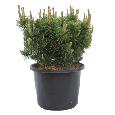 Сосна горная   'Krauskopf' 26/54cm 60/70 C35