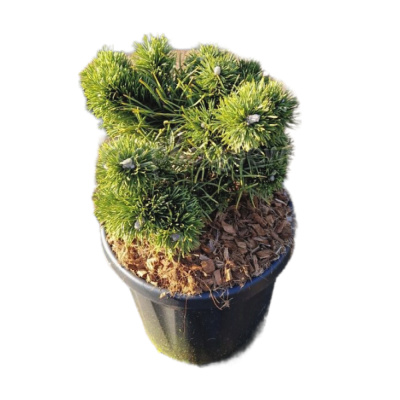 Сосна горная  'Jakobsen' 26/51cm 25/30 C8