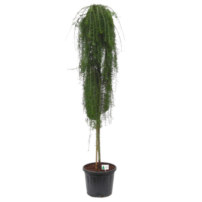 Лиственница японская Стиф Випер (С18 штамб 90)