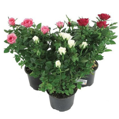 Роза  в ассорт..