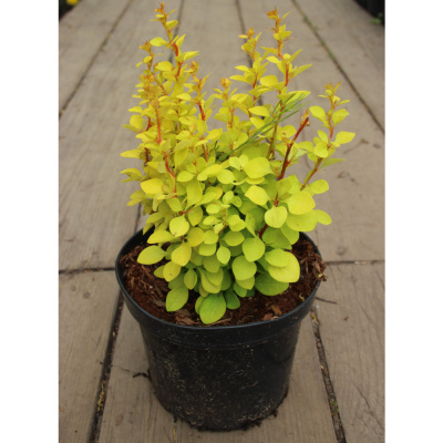 Барбарис Тун. Maria c2 20-40