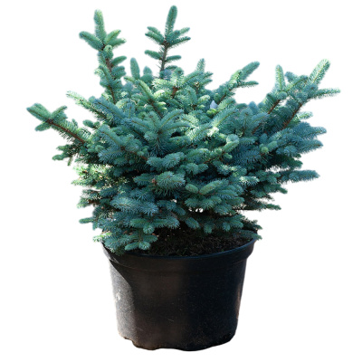 Ель кол. Glauca Globosa с3/5