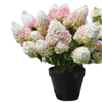 Гортензия метельчатая Литтл Блоссом (С3)