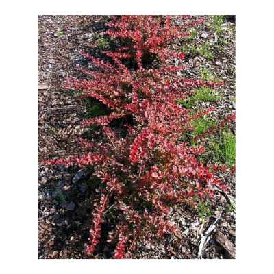 Барбарис Тун. Red Carpet с5 25-35