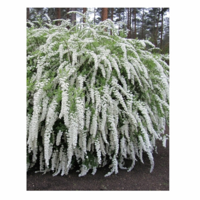 Спирея сер. Grefsheim с3 40-60