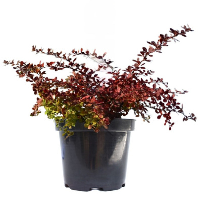 Барбарис Тунберга Ред Карпет С2 20-30