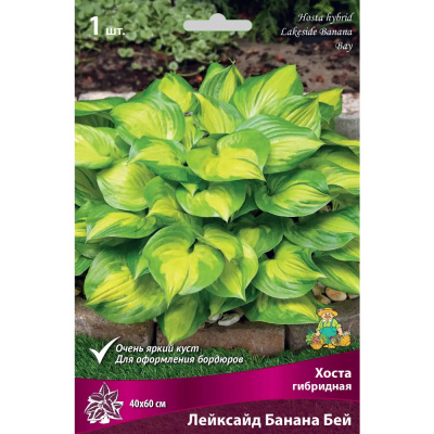 Хоста гибридная Лейксайд Банана Бей/К