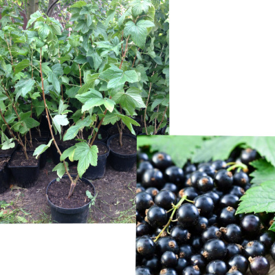 Смородина черная Ажурная П