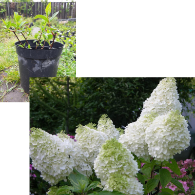 Гортензия метельчатая Мэджикал Мунлайт  (С5/С7,5)