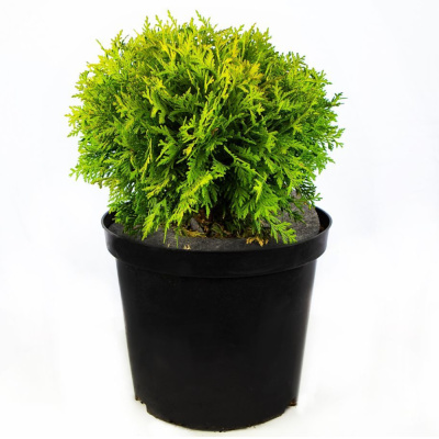 Туя зап Даника м 40-60п