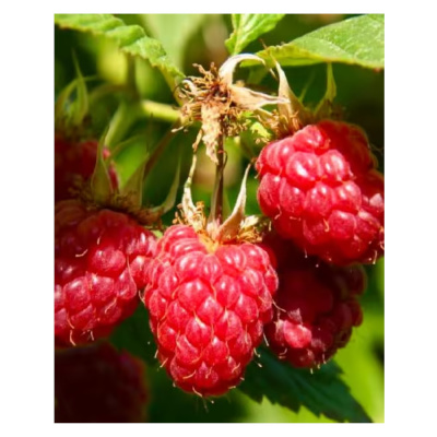 Малина Полка