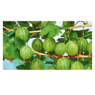 Крыжовник Берилл (С2)			