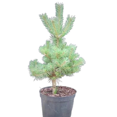 Сосна обыкновенная 'Sandringham' 32/70cm 40/+ С18