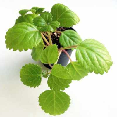 Плектрантус Р9