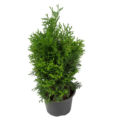 Туя западная Holmstrup C2