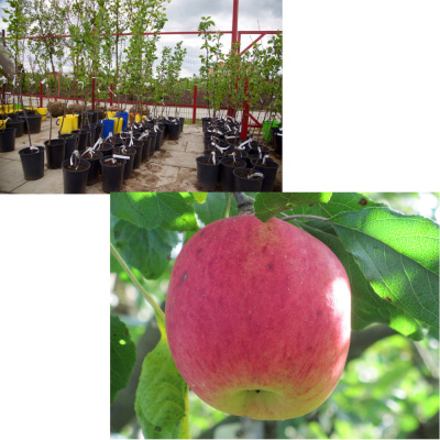 Яблоня Ивановское П