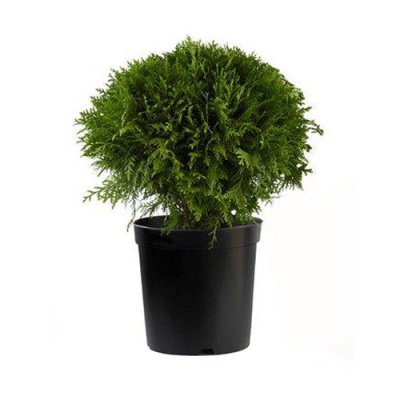 Горшечные растения Туя Даника 11/15