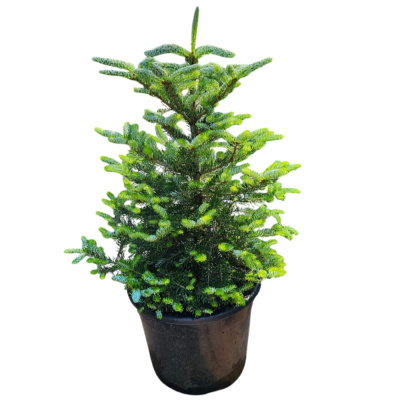 Пихта корейская Сильберлок (С12 Н60-70)