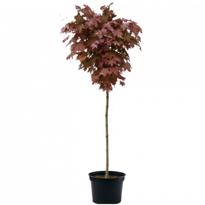 Клен остролистный Ройал Ред (С10 Н120-140)