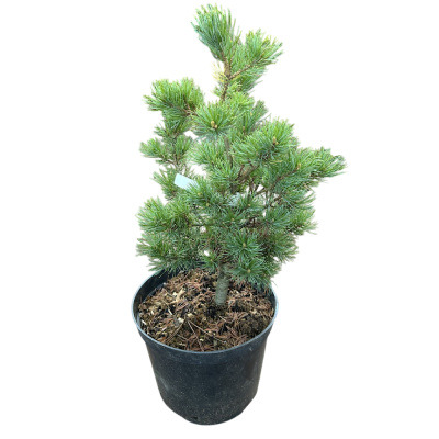 Сосна мелкоцветковая 'Linda' 26/51cm 40/+ С15