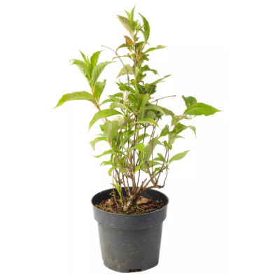 Вейгела цвет. Nana Variegata с7,5