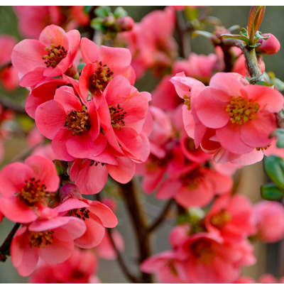 Айва (Хеномелес) красивая Пинк Квин (С2)