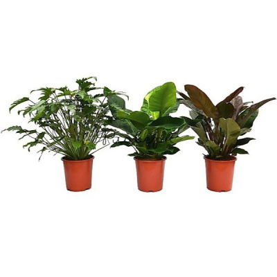 Филодендрон микс 17/70