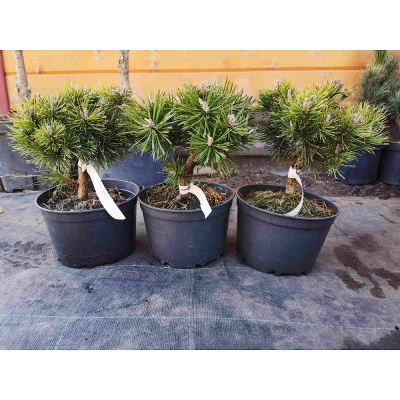 Сосна горная 'Mops' 24Ø 44cm