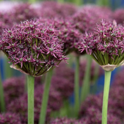 Лук декоративный Атропурпуреум 8-10/К 10шт