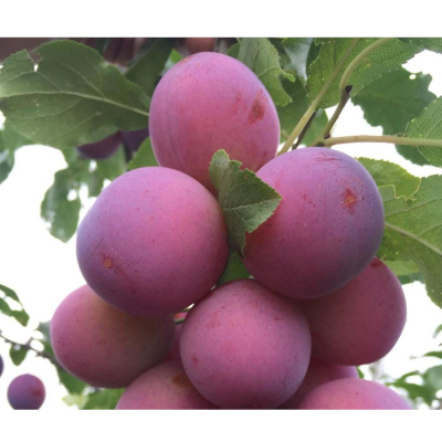 Слива Колоновидная Империал(П)