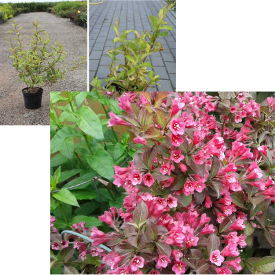 Вейгела Биг Лав С5/30-50