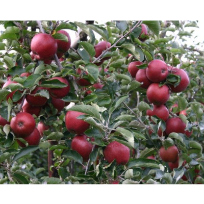 Яблоня Черный принц П