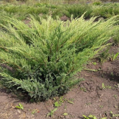 Можжевельник горизонтальный "Андорра Компакта" С3;10-20, h-0.3м; d-1м