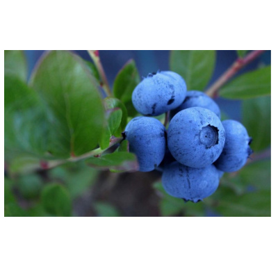 Голубика в асс