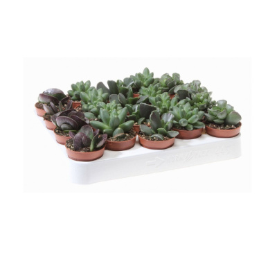 Суккулент микс 5.5/10