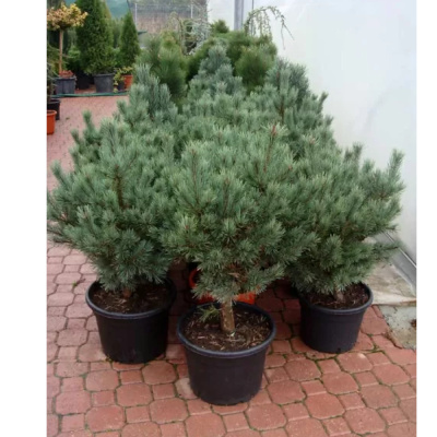 Сосна обыкновенная 'Watereri' 32Ø 122cm