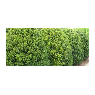 Горшечные растения Тис Хикси 11/30