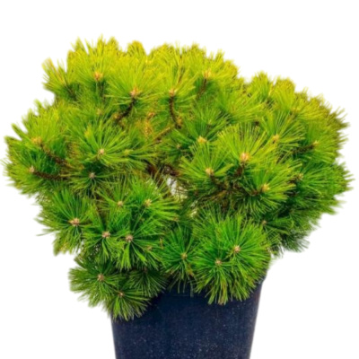 Сосна густоцветковая  'Low Glow' 31 35/40 С15